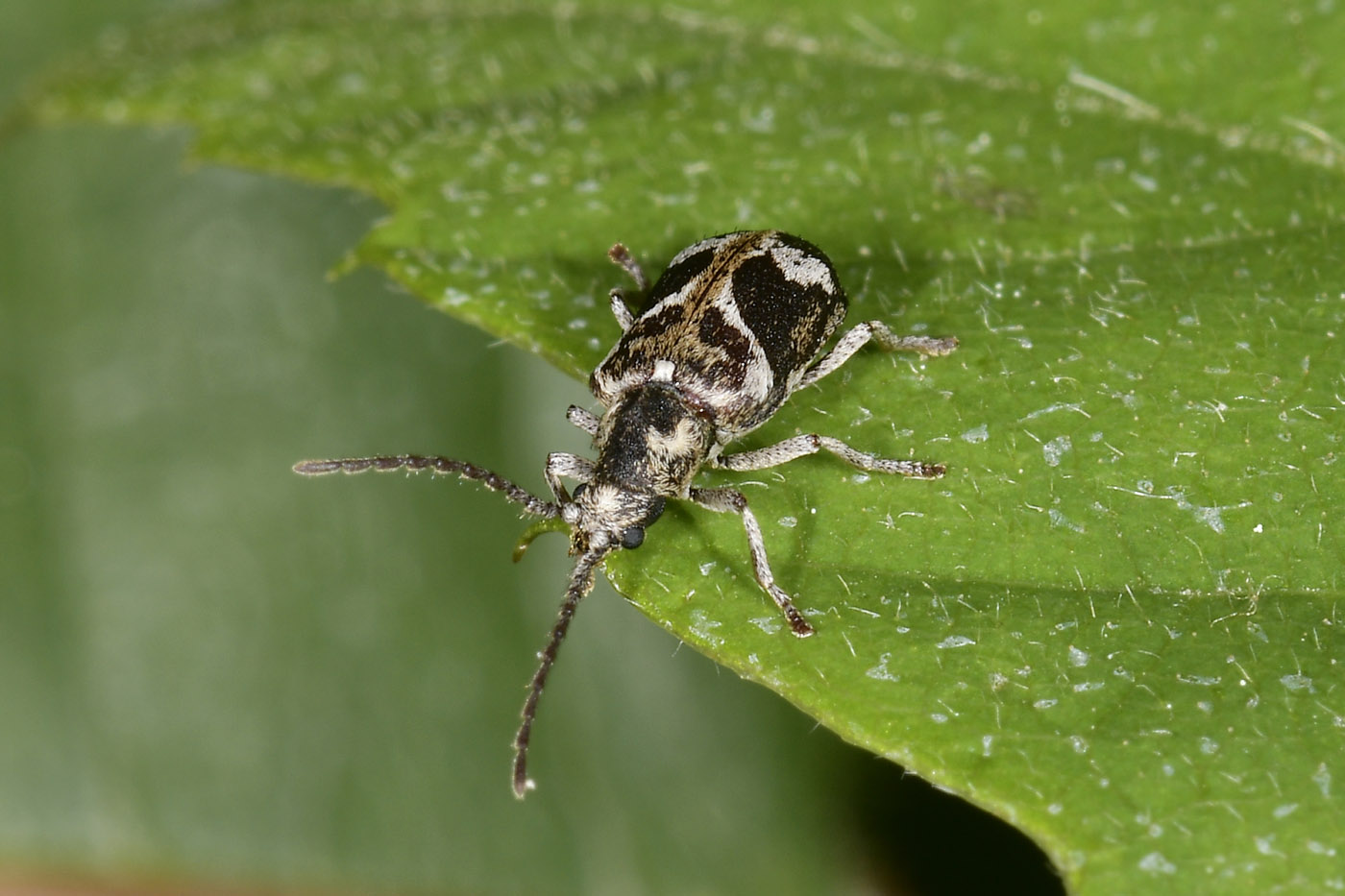 Anobiidae: Ptinomorphus imperialis? S.